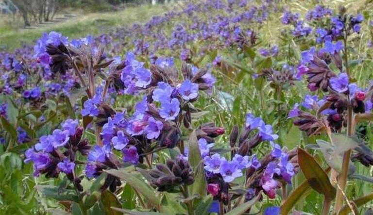 Lungwort 制备促进阴茎增大的输液